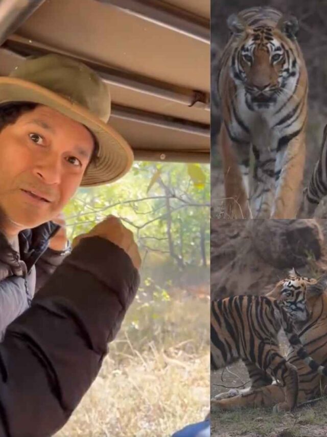 Sachin Tendulkar Shares Mesmerizing Video of Three Generations of Tigers on National Tourism Day